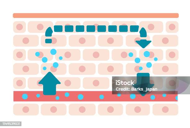 Illustration Of Normal Skin Condition No Text Stock Illustration - Download Image Now