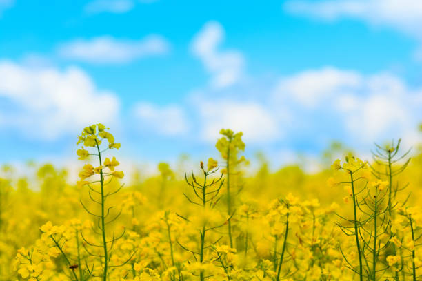 istock Close-up yellow field rapeseed in bloom. Spring background. Copy space. Soft focus 1149539390