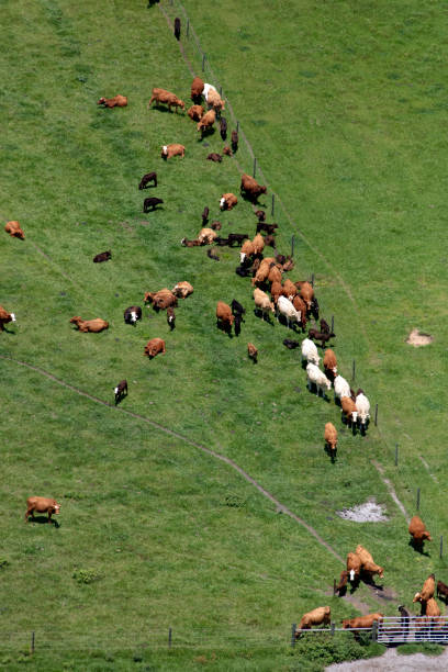 Aerial view of cattle