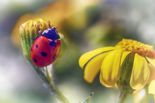 istock Insect ladybug on a yellow flower 1149541901