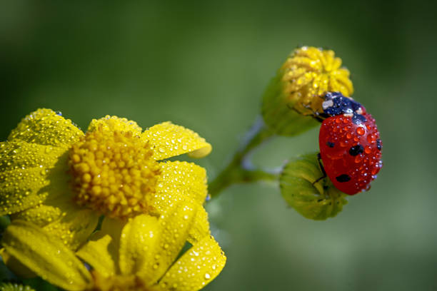 istock Insect ladybug on a yellow flower 1149541943