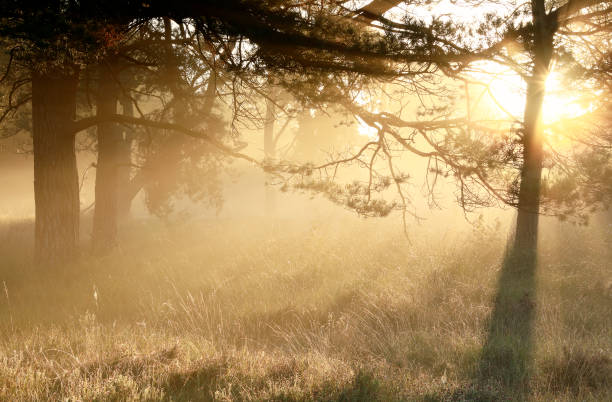istock serene gold misty sunrise in coniferous woods 1149543395