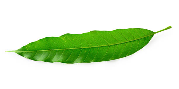 istock Green Mango leaves  isolated on white background 1149543639