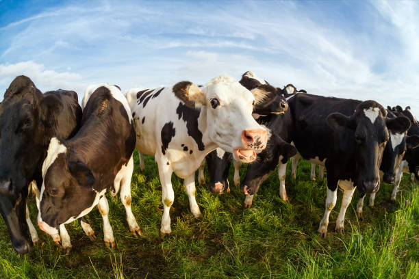 istock few cute cows on green pasture over blue sky 1149543736