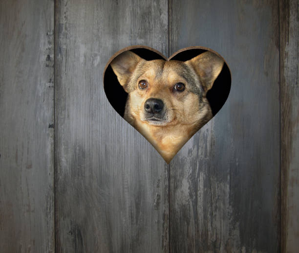 istock Dog behind the fence 1149543872