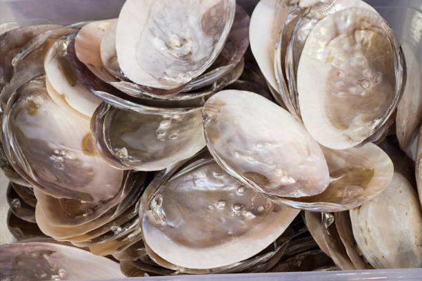 istock Pile of little seashells in a basket 1149543965