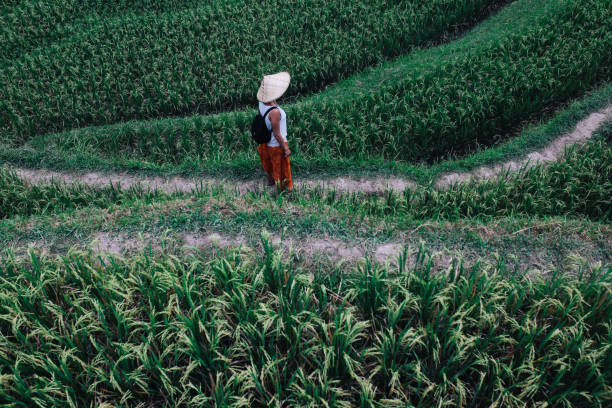 istock Walking over the rice fields in Indonesia 1149544715