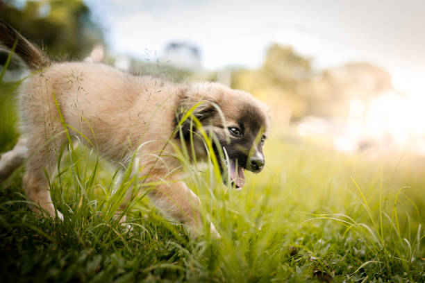 istock Puppy running on grass 1149546180