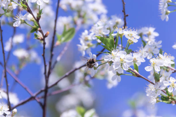 istock Cherry twigs with white blossoms and a bee on the flowers bloom close-up, spring time. 1149548295