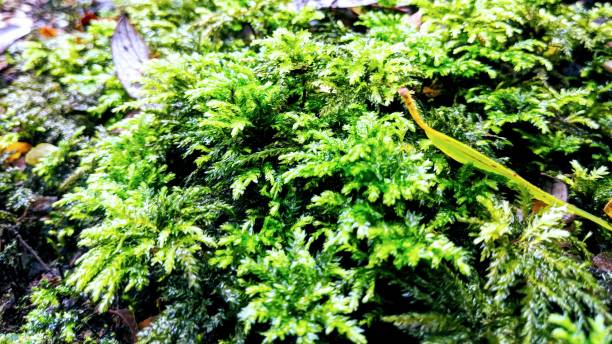 moss tarra-bulga national park, gippsland victoria - otway national park imagens e fotografias de stock