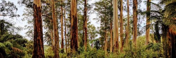 Tarra-Bulga National Park beautiful trees