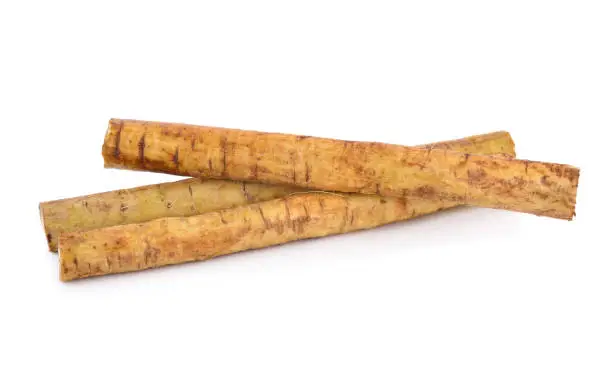fresh burdock root or Gobo on white background