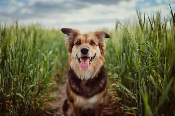 porträt des hundes im kornfeld - feld fotos stock-fotos und bilder