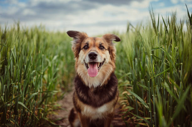 portrait of dog in the cornfield - fotos de wheat imagens e fotografias de stock