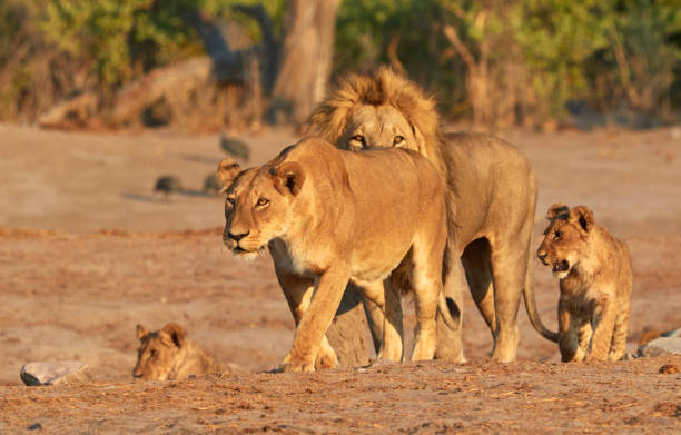 istock Pride of lions in Botswana 1149548710