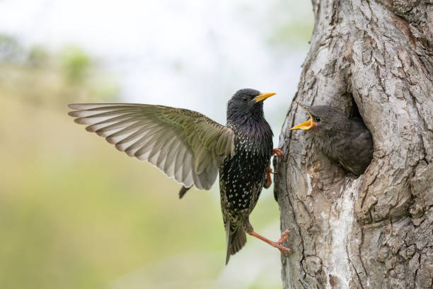 istock Common starling parent and chick 1149548803