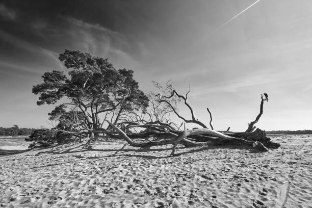istock The desert of Botswana 1149548828