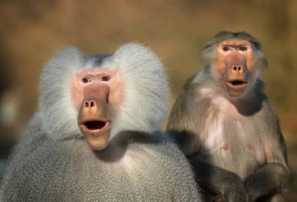 Astonished looking pair of hamadryas baboons.