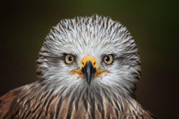 Beautiful black kite Portrait of a beautiful black kite  (Milvus migrans). milvus migrans stock pictures, royalty-free photos & images