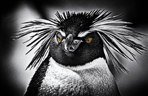 Penguins being cute.