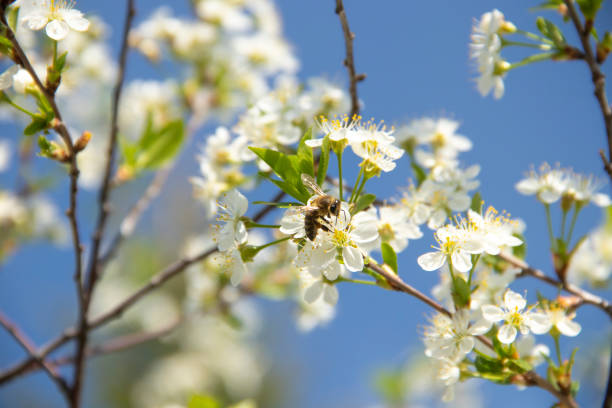 istock Cherry twigs with white blossoms and a bee on the flowers bloom close-up, spring time. 1149549054