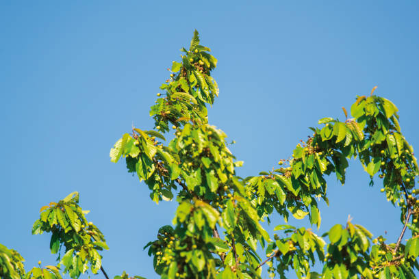 istock Branches with green leaves against clear blue sky. 1149549796