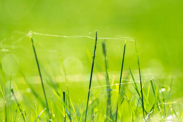 Closeup of cobweb in sunny spring meadow.