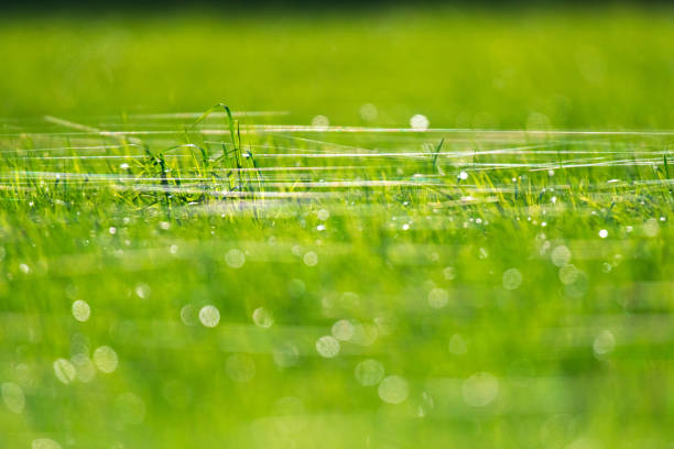 A close-up of a delicate spider web adorned with dew drops, set against a soft green background. The droplets create a sparkling effect, highlighting the intricate web structure in nature.
