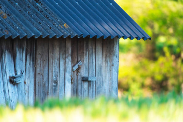 Old wooden barn in sunny corn field.