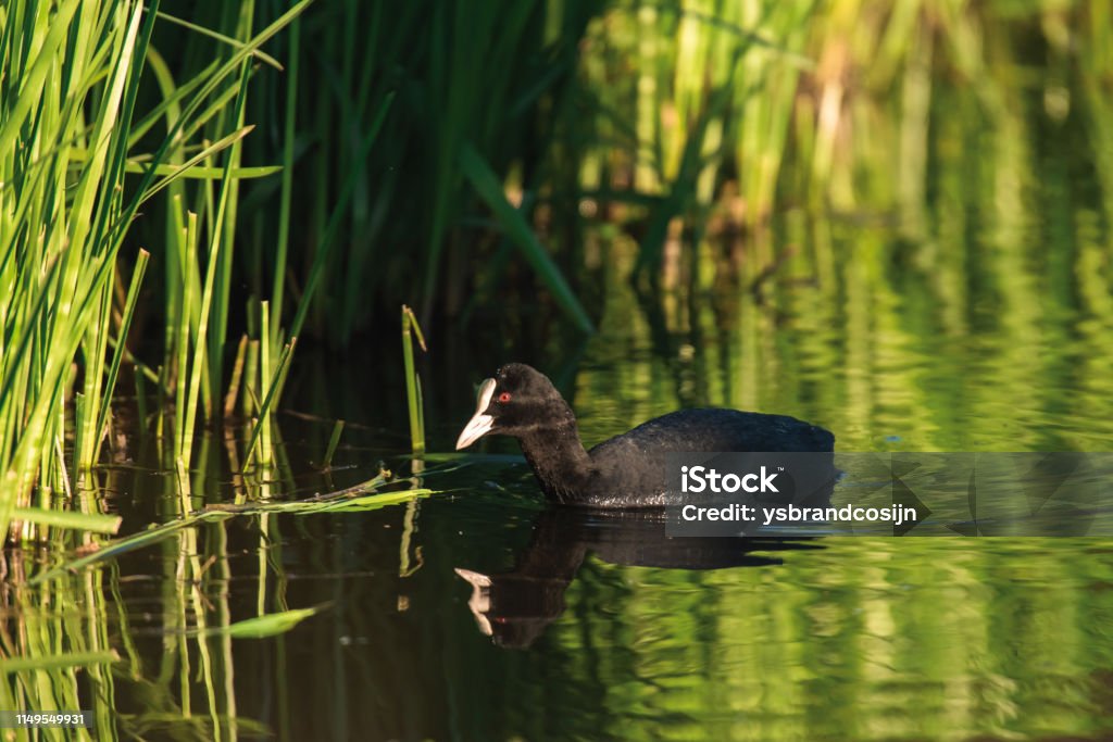 Eurasian coot in sunny river near reed. Animal Stock Photo