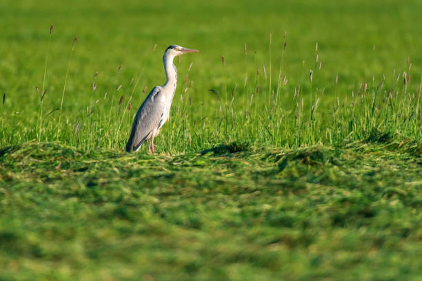 istock Grey heron in sunlight in fresh mowed meadow. 1149549939