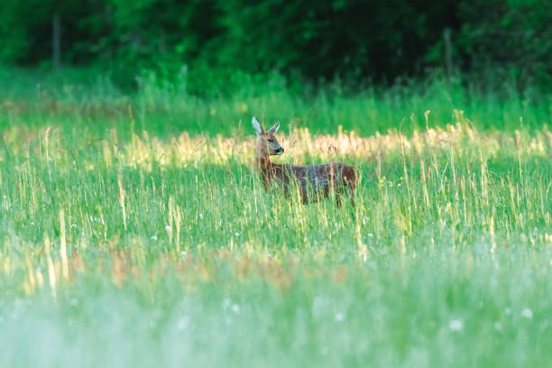 istock Roe deer grazing in spring meadow in evening sunlight. 1149549958