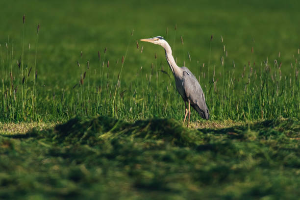 istock Alert grey heron hunting in mowed meadow. 1149549960