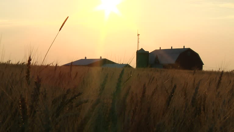 Wheat Farm