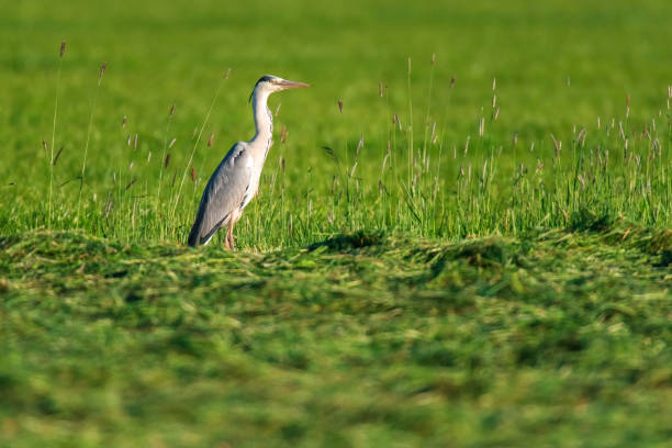 istock Grey heron in sunlight in fresh mowed meadow. 1149550299