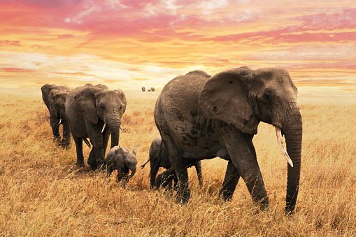 Elephant family on path in savanna in africa. Travel, wildlife and environment concept.
