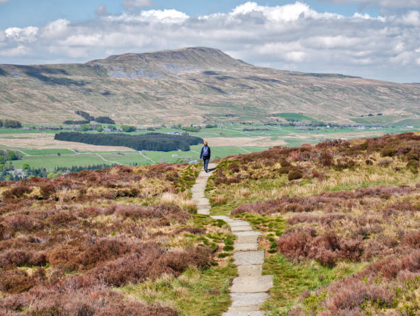 un promeneur solitaire sur un chemin de pierre, se dirigeant vers chapel-le-dale et whernside dans les yorkshire dales au royaume-uni - yorkshire dales photos et images de collection