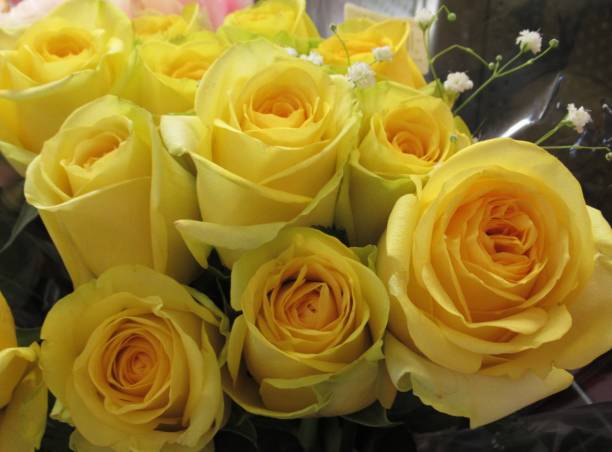 istock Gorgeous & Bright Yellow Rose Flowers Bouquet 1149551020
