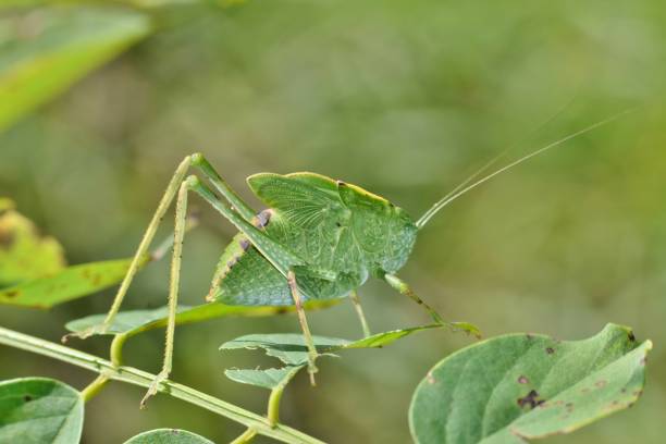 istock Young Katydid demonstrating camouflage. 1149551712