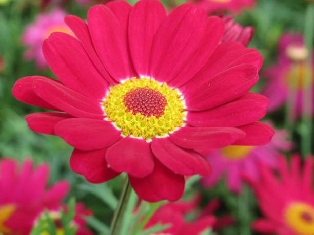 istock Pretty & Bright Red Daisy Flowers Blossom In Spring 1149551966