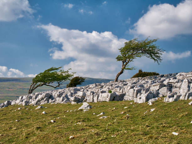 árboles soplados por el viento en twistleton scar end, cerca de ingleton en yorkshire dales, reino unido - twistleton scar fotografías e imágenes de stock