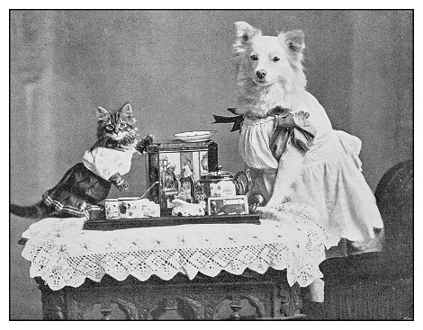 Antique photo: dressed dog and cat portrait