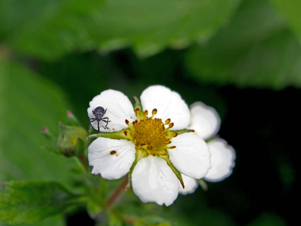 garden pest beetle with Latin name Curculionidae on strawberry flower