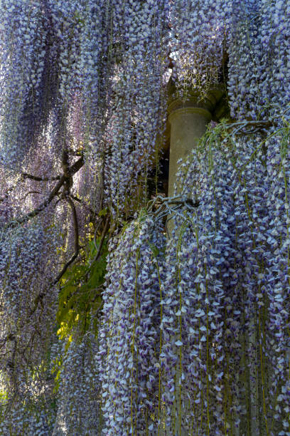 istock Wisteria Flowers hanging from Stone Pillars, England 1149555543