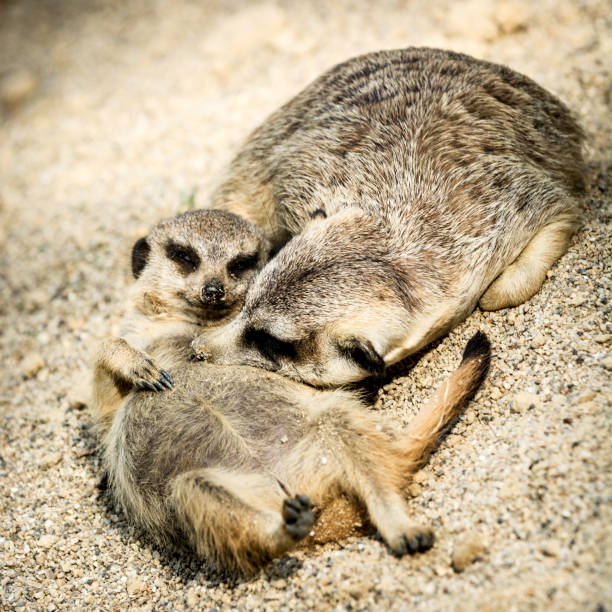 Meerkat sits and looks around, funny meerkat, cute meerkat in front of its hole.