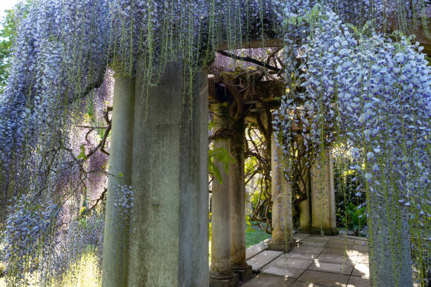 istock Wisteria Flowers hanging from Stone Pillars, England 1149555809