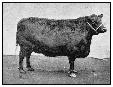 Antique photo: Aberdeen Angus