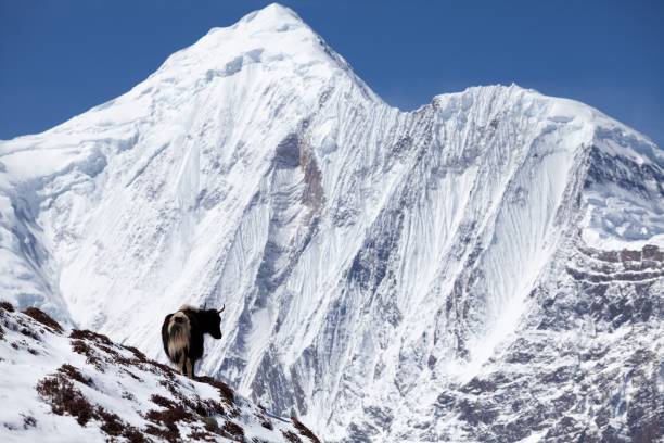 Himalayan yak with snow mountain in background, Annapurna Circuit, Manang, Nepal stock photo