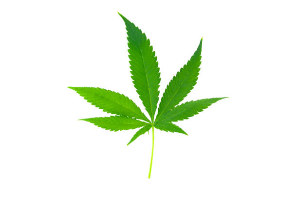 istock Leaves of the marijuana plant 1149558621