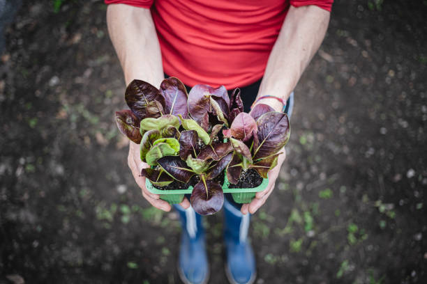 sustainable garden